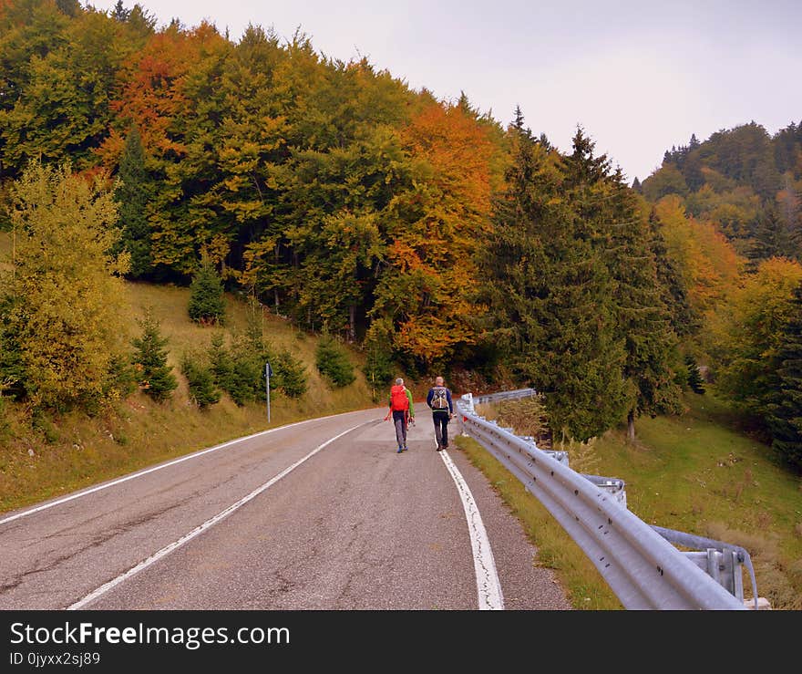 Road, Nature, Path, Autumn