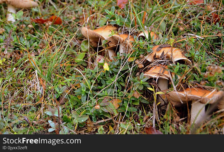 Fungus, Leaf, Mushroom, Edible Mushroom