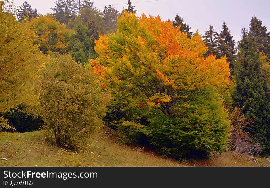 Temperate Broadleaf And Mixed Forest, Ecosystem, Tree, Vegetation