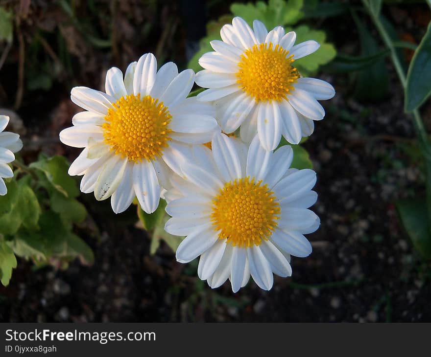 Flower, Oxeye Daisy, Plant, Chamaemelum Nobile