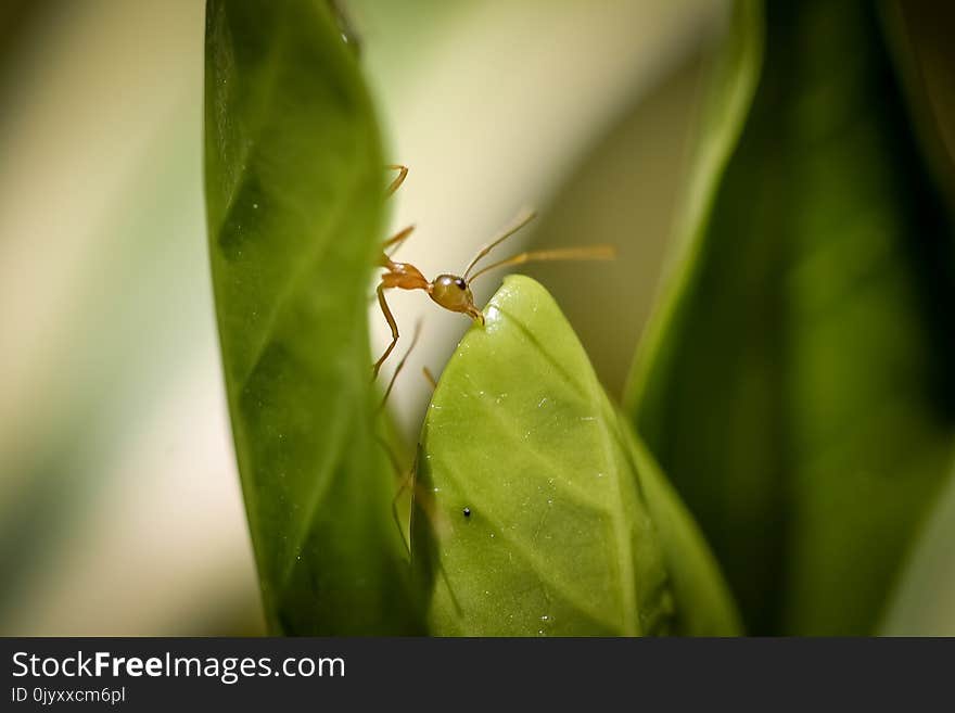 Insect, Leaf, Macro Photography, Pest