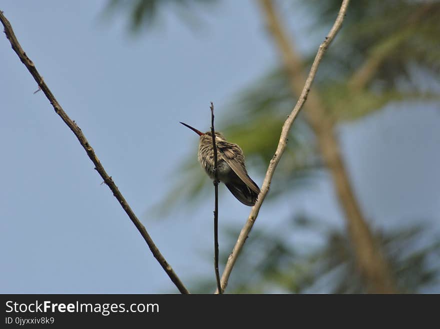 Bird, Fauna, Wildlife, Flora