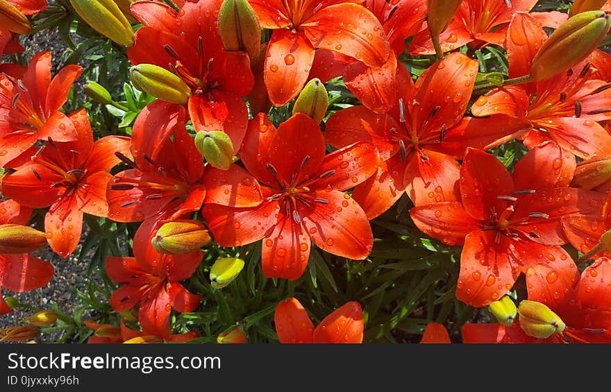 Flower, Plant, Lily, Flowering Plant