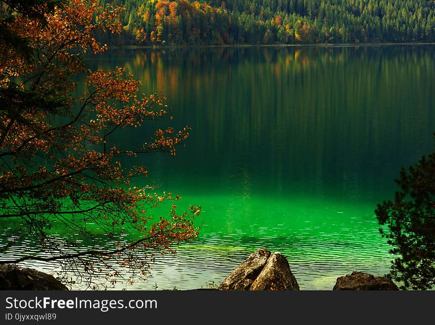 Nature, Green, Vegetation, Nature Reserve