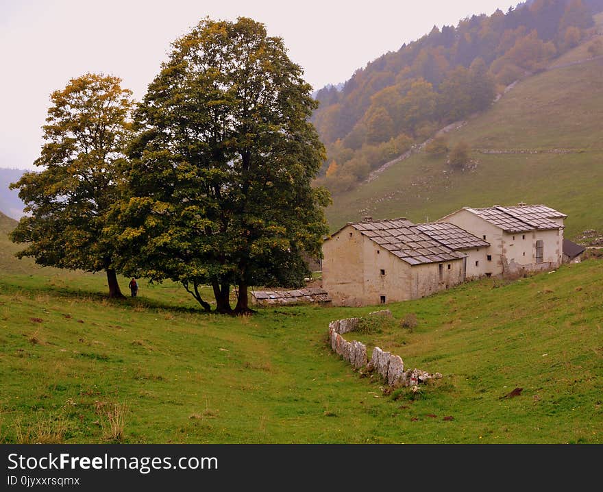 Grassland, Pasture, Tree, Woody Plant