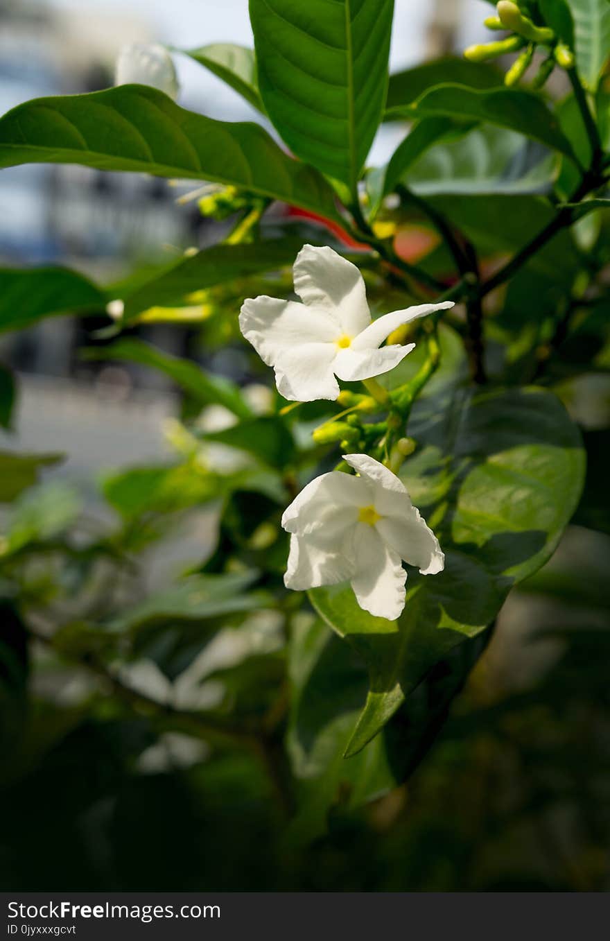 Plant, Flora, Flower, Spring