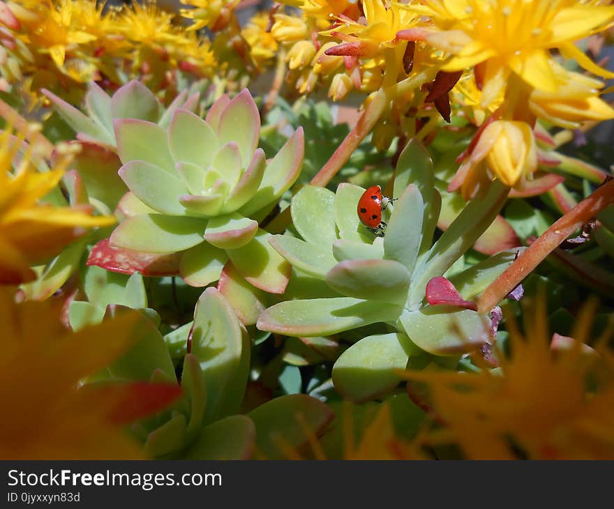 Flower, Plant, Flora, Yellow