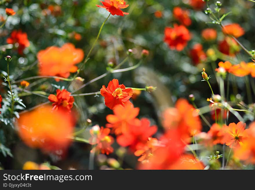 Flower, Vegetation, Flora, Wildflower