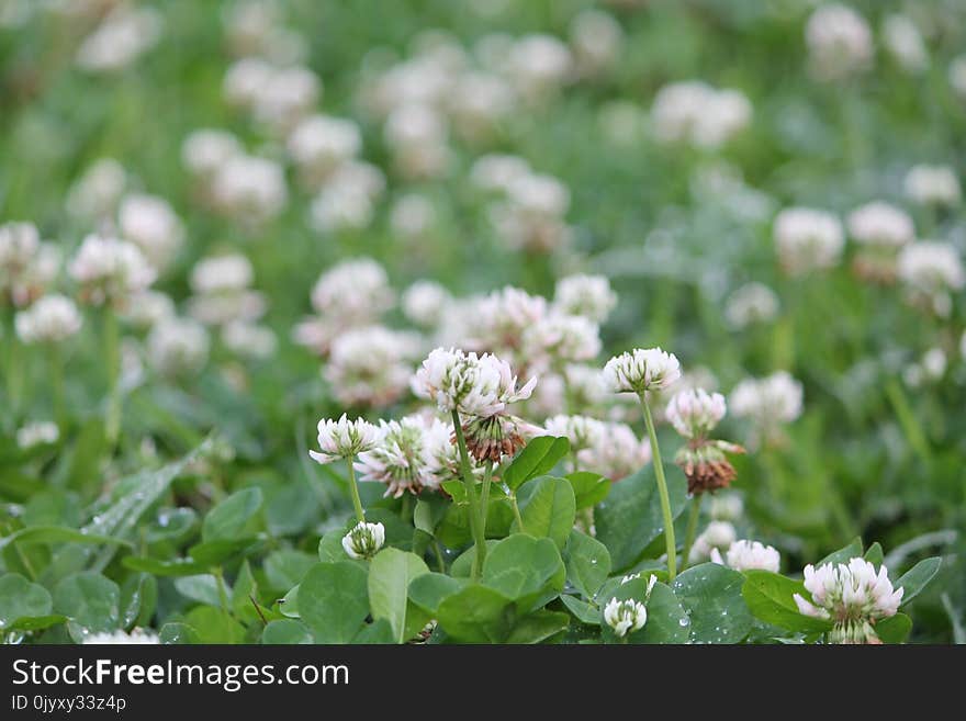 Plant, Flower, Trifolieae, Flora