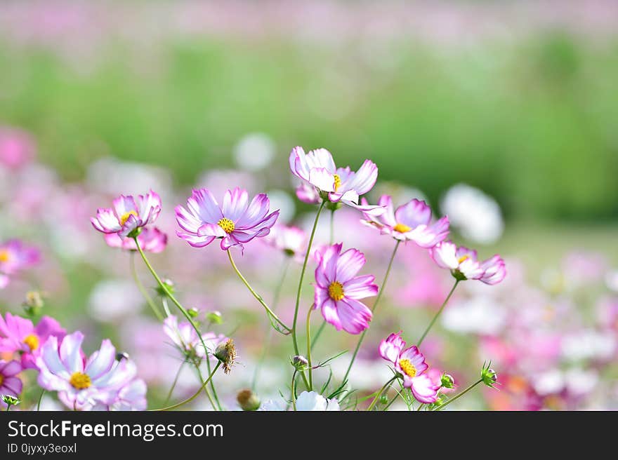 Flower, Plant, Garden Cosmos, Flora