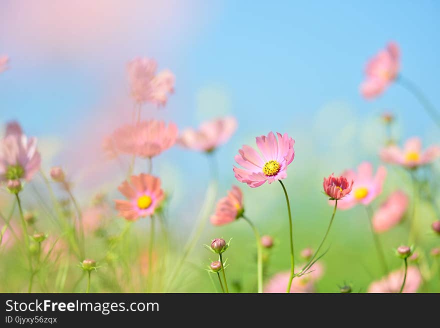 Flower, Wildflower, Pink, Sky