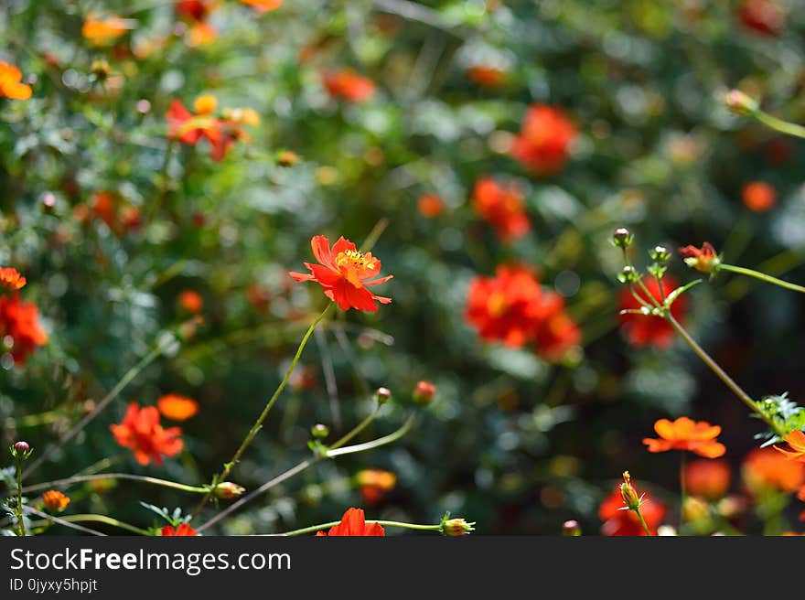 Flower, Vegetation, Flora, Wildflower