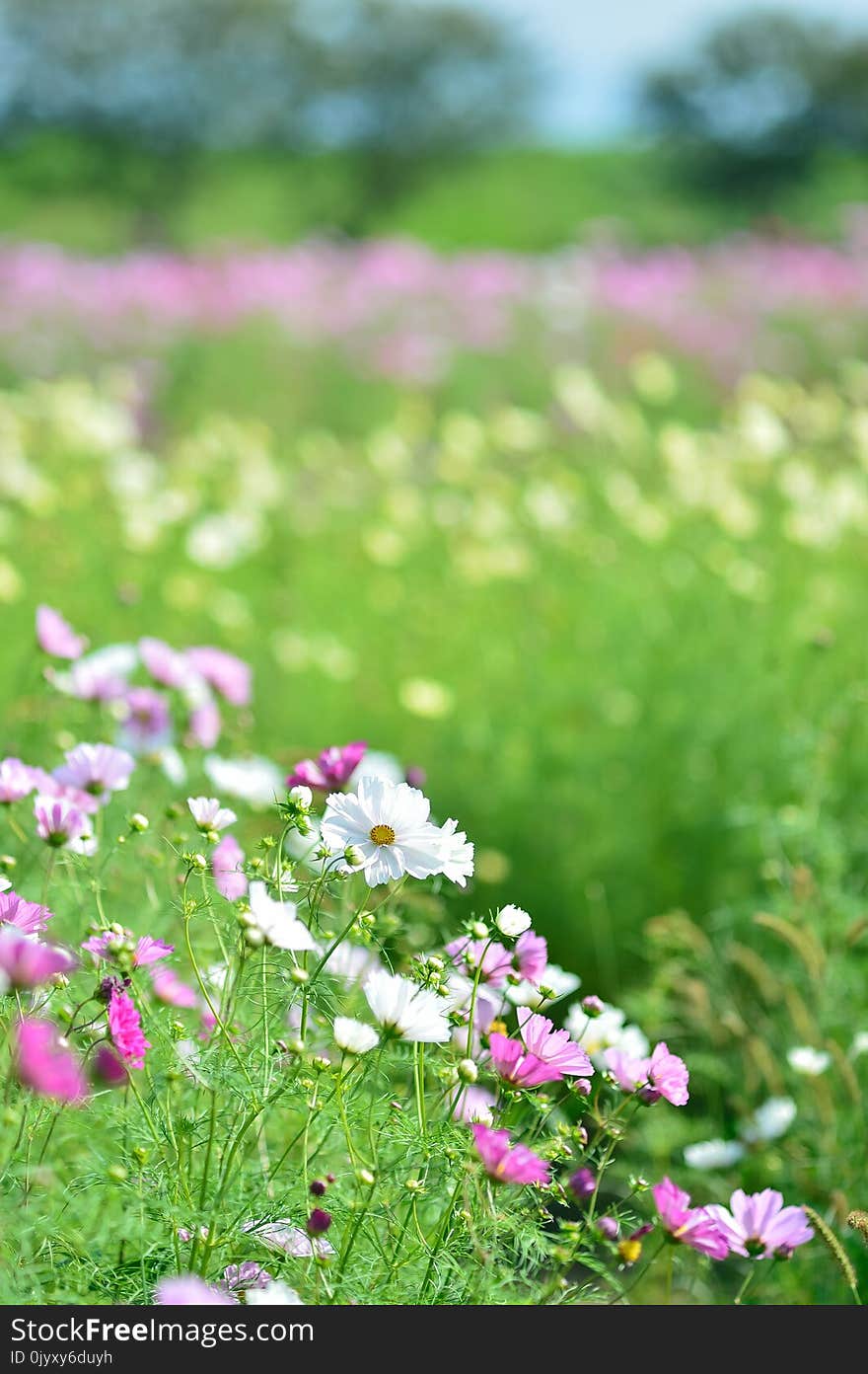 Flower, Garden Cosmos, Flowering Plant, Grass