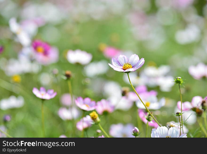 Flower, Garden Cosmos, Flora, Plant