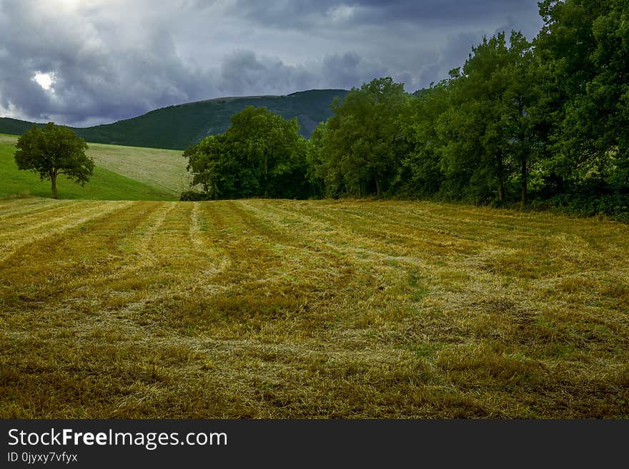 Grassland, Field, Sky, Pasture