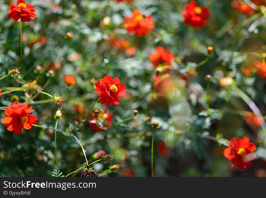 Flower, Flora, Vegetation, Plant