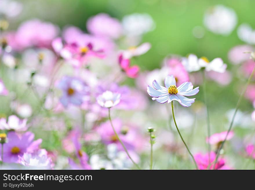 Flower, Flora, Garden Cosmos, Plant