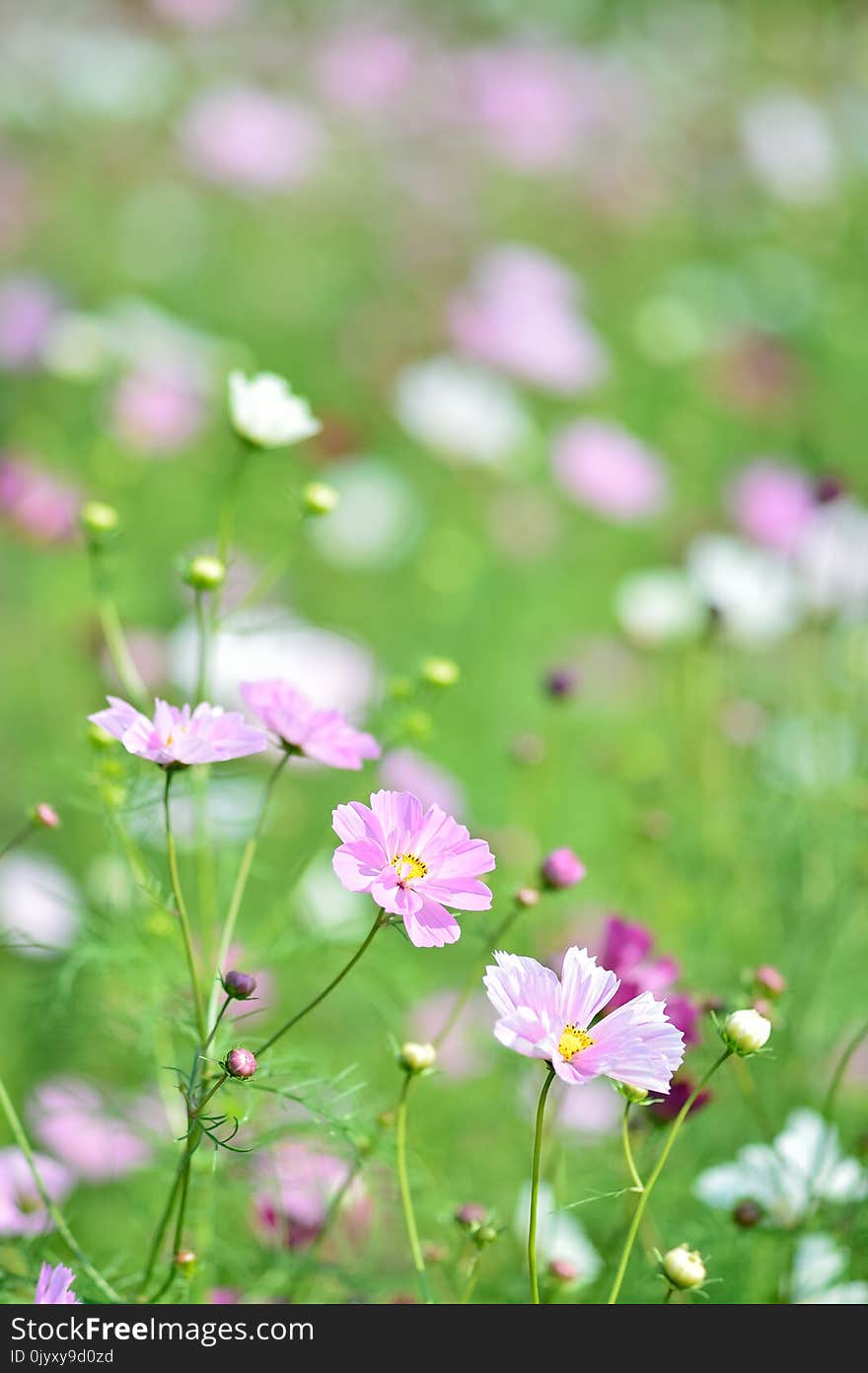 Flower, Flowering Plant, Plant, Garden Cosmos