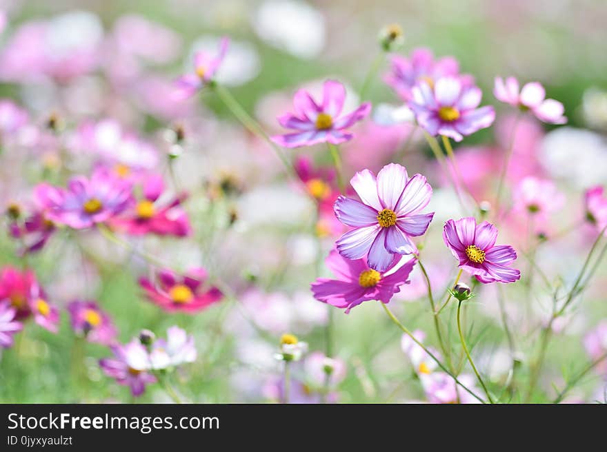 Flower, Garden Cosmos, Plant, Flowering Plant