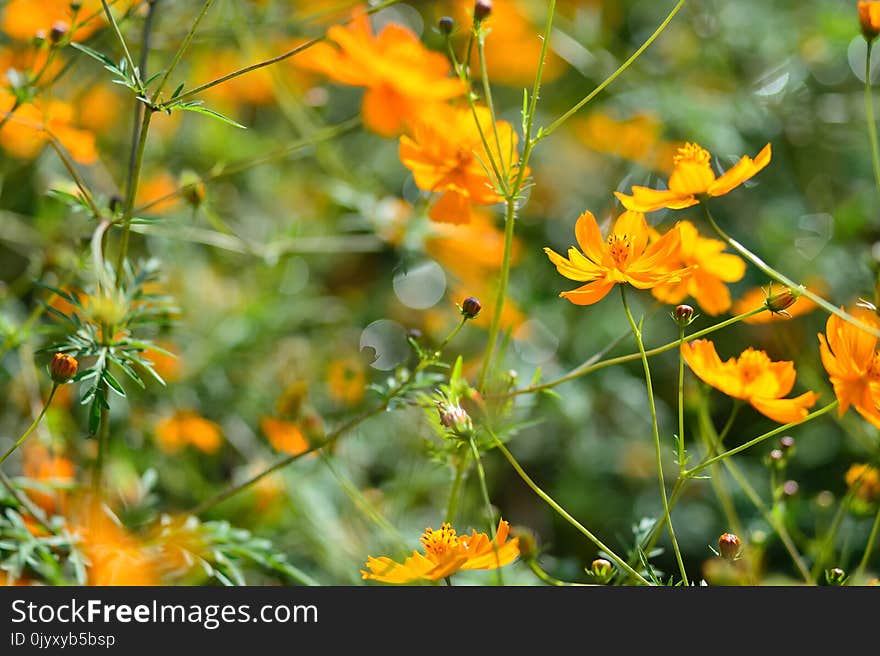 Flower, Wildflower, Flora, Plant