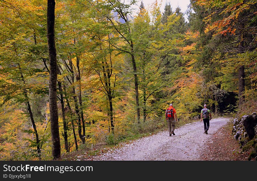 Path, Nature, Autumn, Leaf