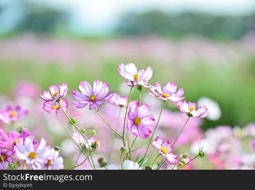 Flower, Pink, Flora, Plant