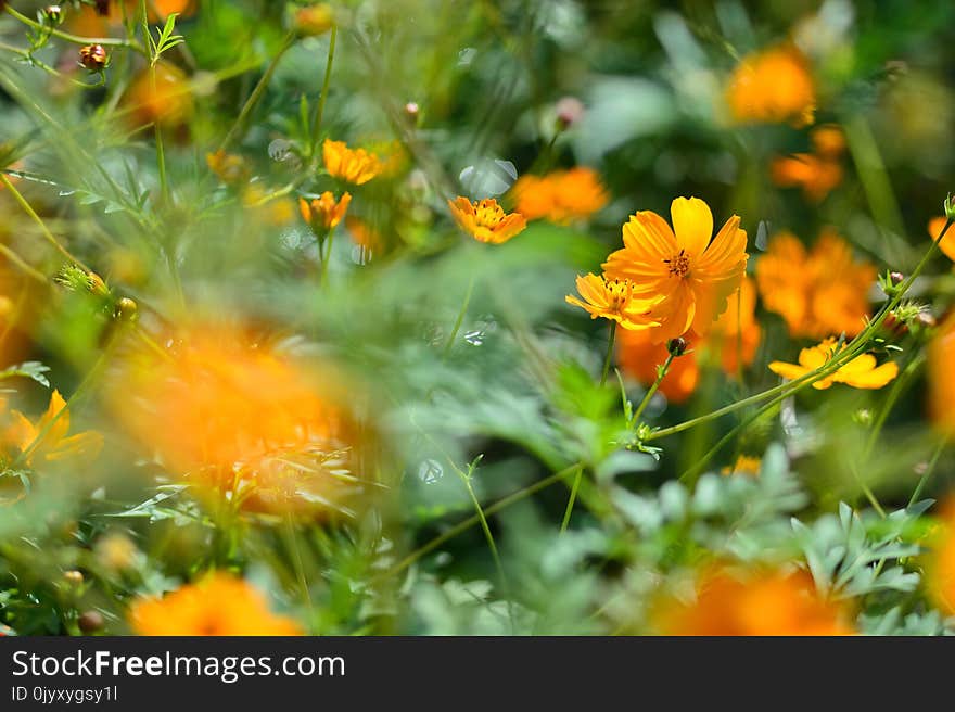 Flower, Yellow, Vegetation, Wildflower