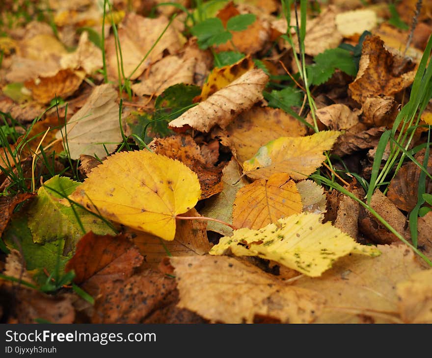 Leaf, Fungus, Deciduous, Autumn