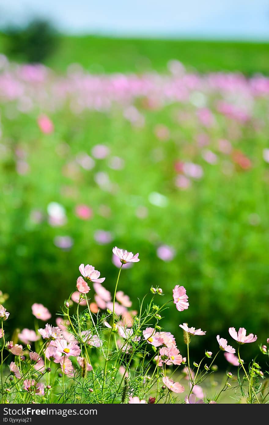 Flower, Grass, Wildflower, Spring