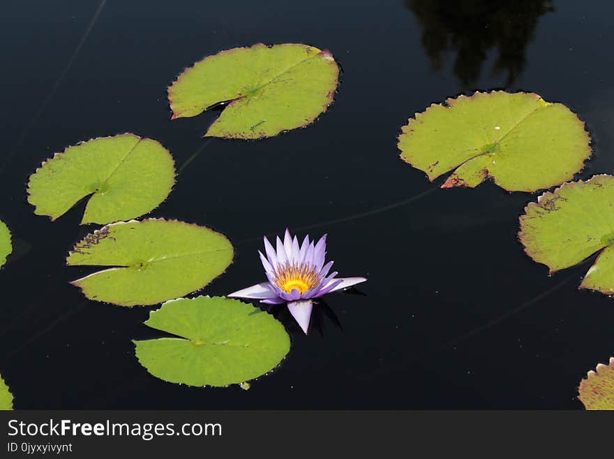 Leaf, Water, Flower, Flora