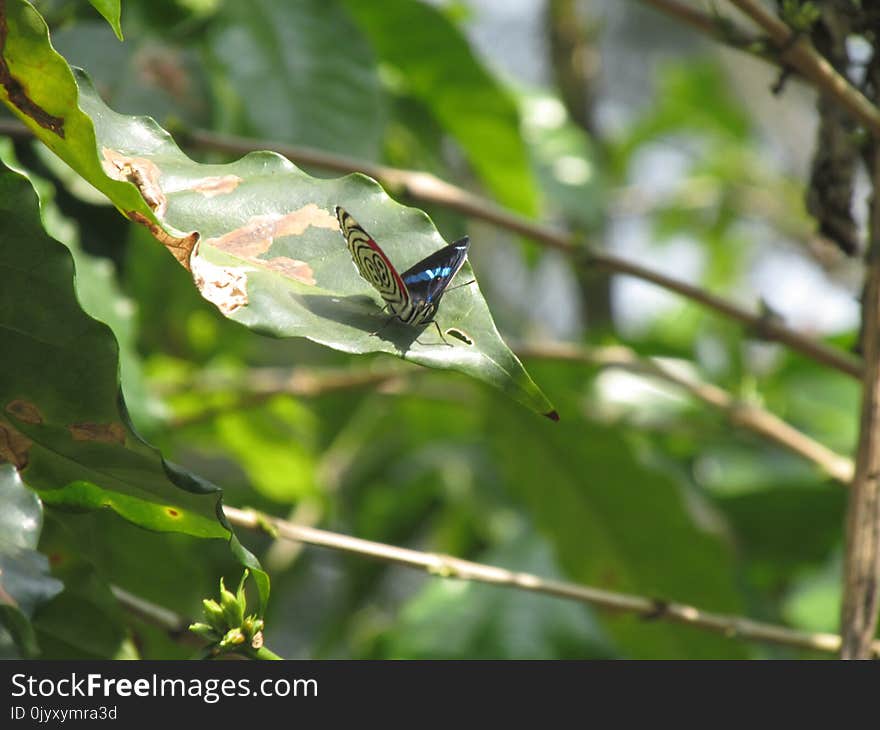 Insect, Fauna, Leaf, Invertebrate