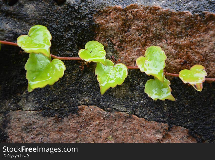 Plant, Leaf, Flora, Leaf Vegetable