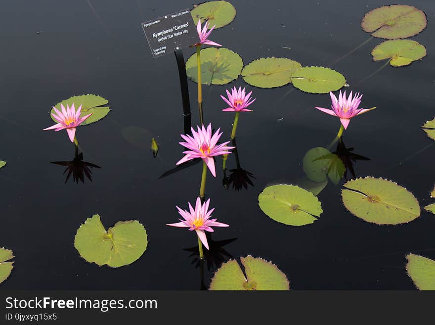 Flower, Yellow, Flora, Water