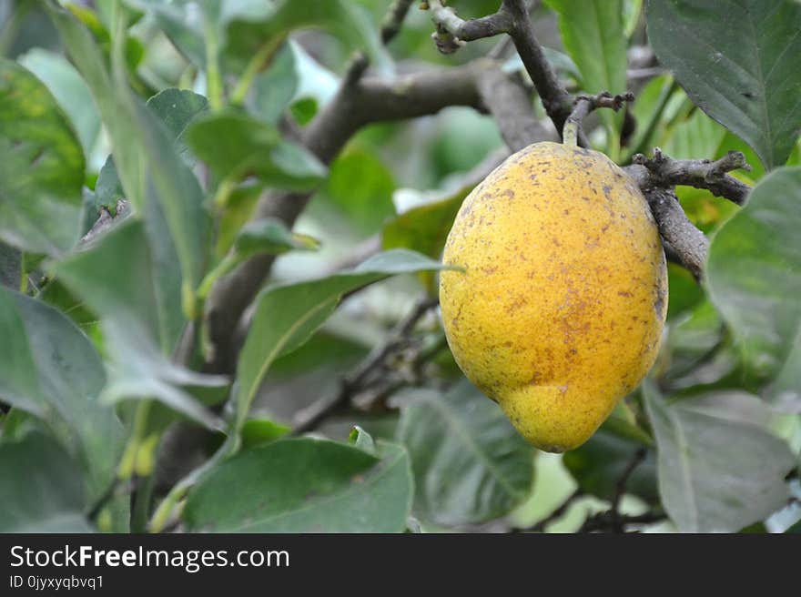 Fruit, Fruit Tree, Citrus, Produce