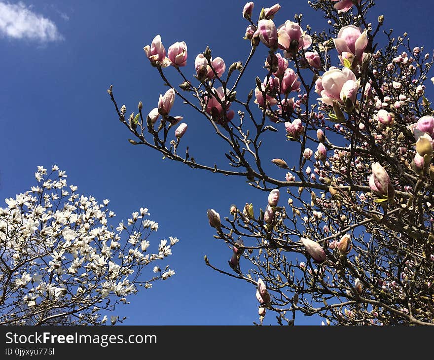 Branch, Plant, Sky, Blossom