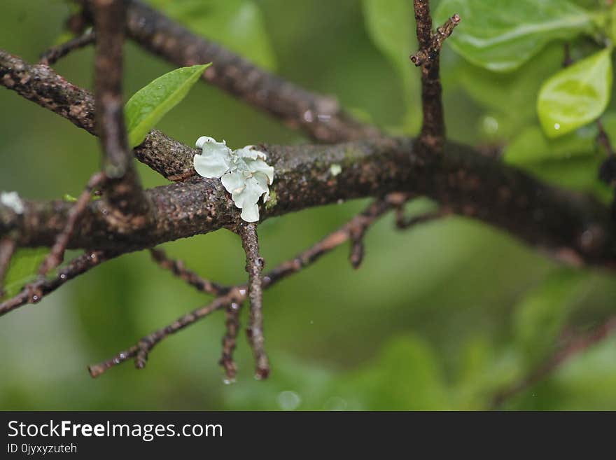 Branch, Vegetation, Leaf, Twig