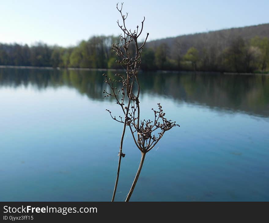 Water, Lake, Reflection, Tree