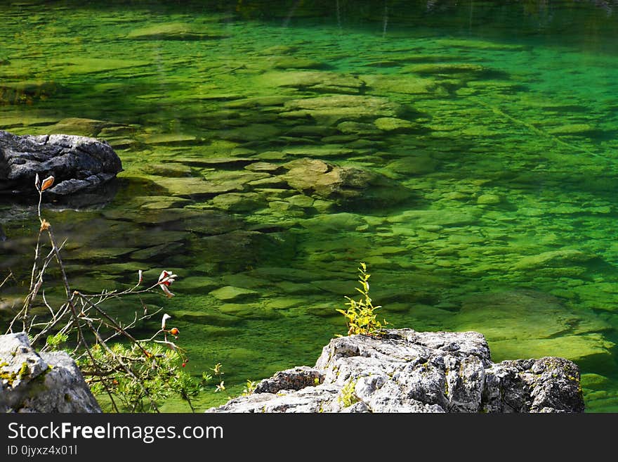 Nature, Vegetation, Water, Reflection