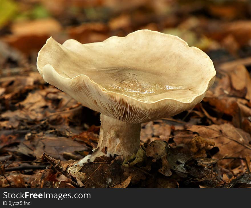 Fungus, Mushroom, Medicinal Mushroom, Agaricaceae