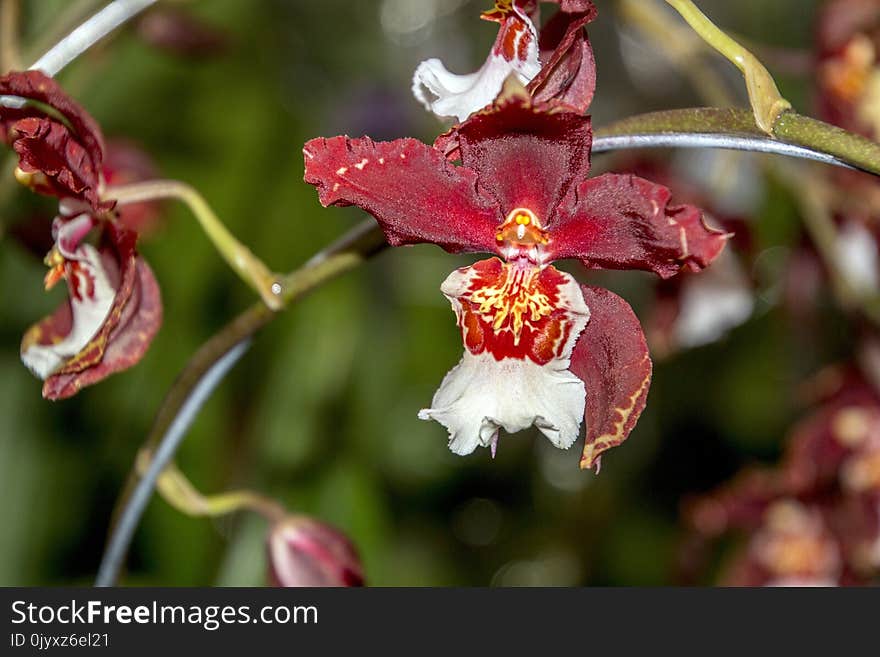 Flower, Flora, Plant, Flowering Plant