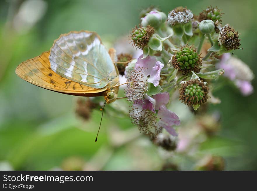 Insect, Butterfly, Moths And Butterflies, Lycaenid