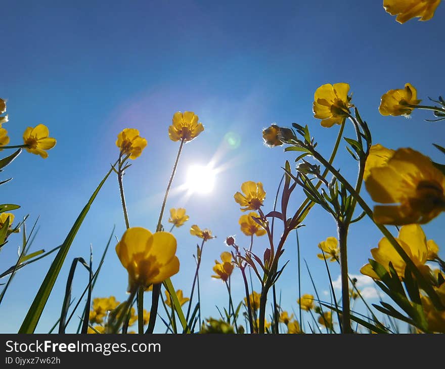 Flower, Yellow, Sky, Wildflower