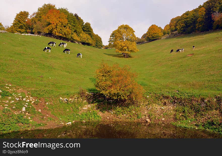 Grassland, Pasture, Grazing, Ecosystem