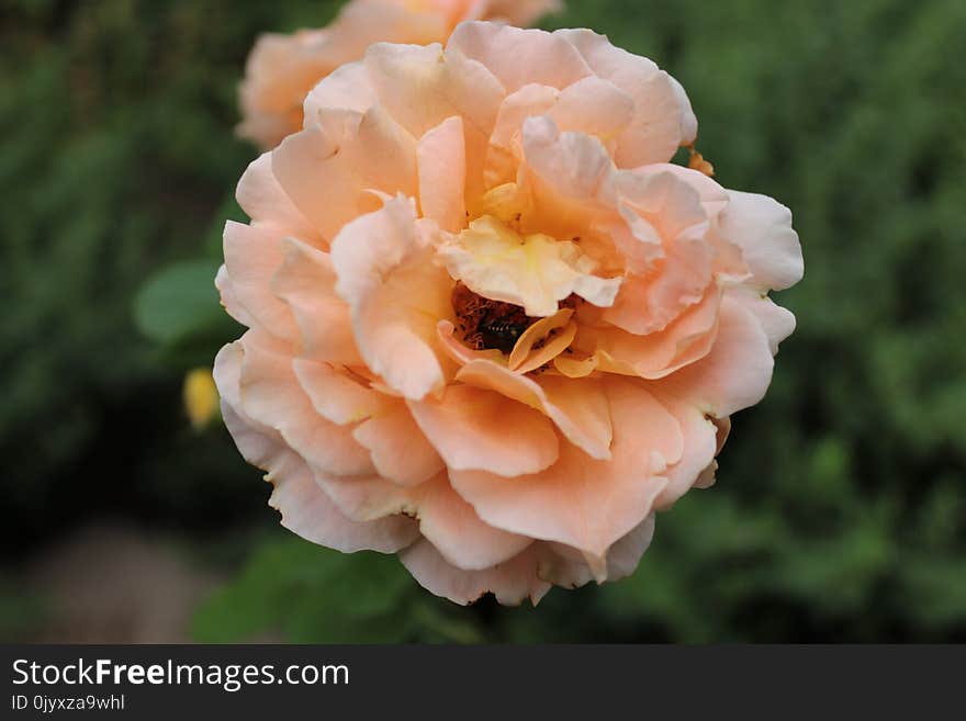 Flower, Rose, Rose Family, Flowering Plant