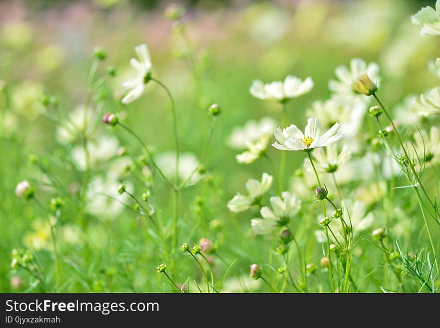 Flower, Flora, Grass, Meadow