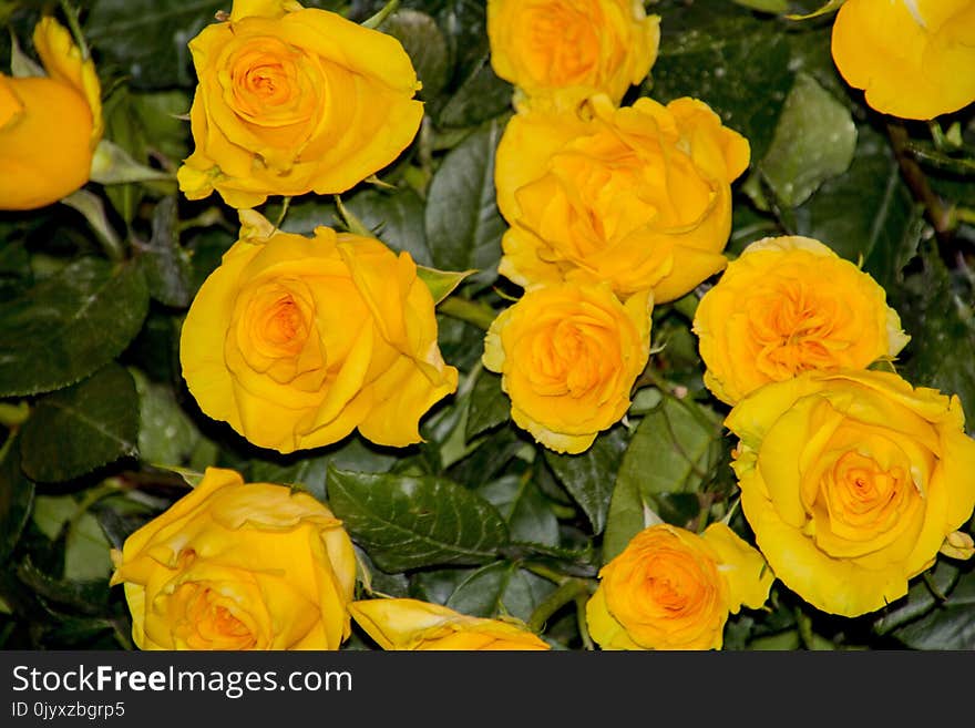 Flower, Rose, Yellow, Rose Family