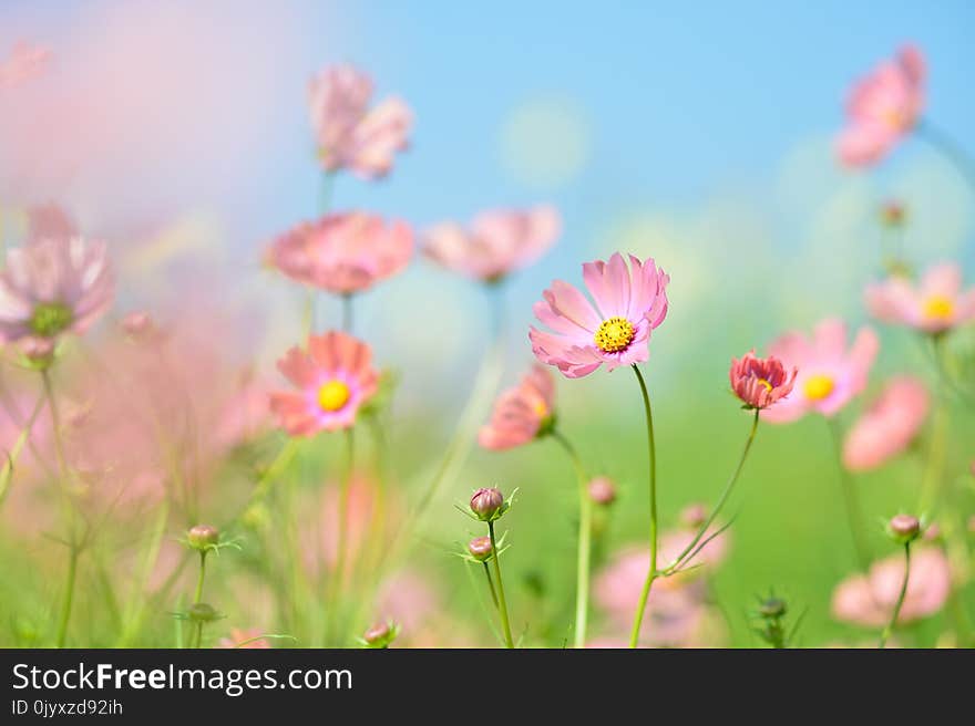 Flower, Garden Cosmos, Wildflower, Flowering Plant