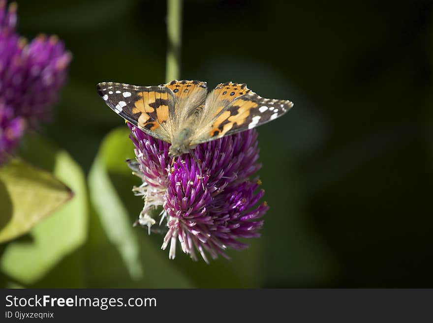 Butterfly, Moths And Butterflies, Insect, Brush Footed Butterfly