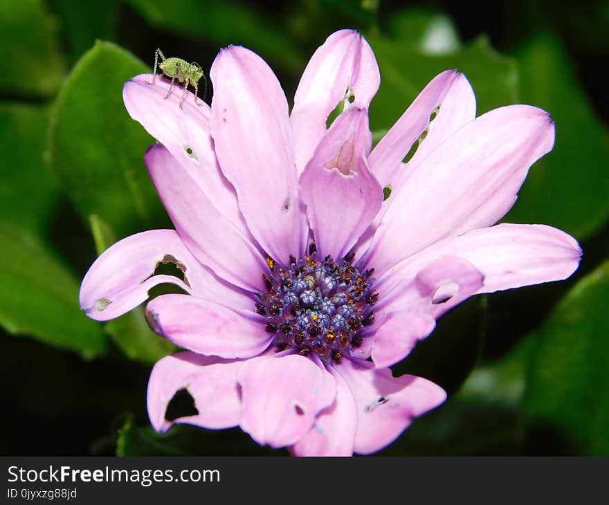 Flower, Flora, Plant, Purple