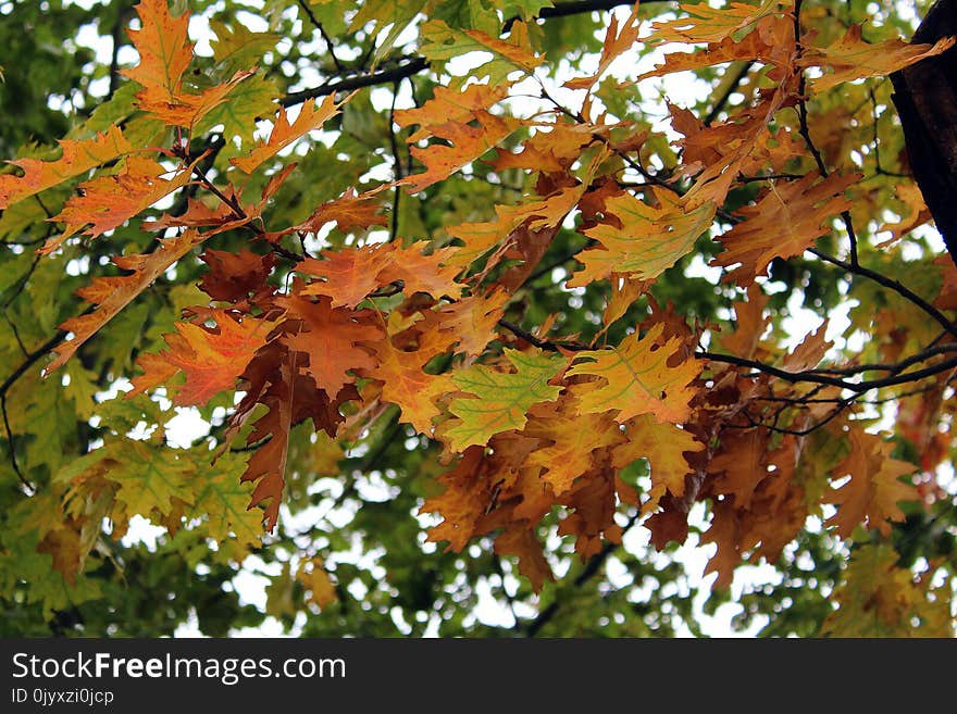 Leaf, Autumn, Tree, Deciduous